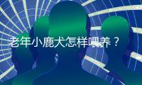 老年小鹿犬怎樣喂養？ 小鹿犬幾歲進入老年期