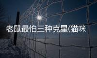 老鼠最怕三種克星(貓咪吃老鼠會得狂犬病嗎)