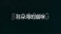 耳朵灣的貓咪