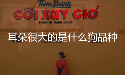 耳朵很大的是什么狗品種(耳朵很大的黑色狗是什么狗)