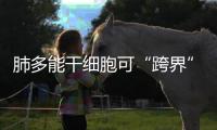 肺多能干細胞可“跨界”參與肺臟再生