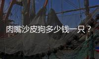 肉嘴沙皮狗多少錢一只？ 沙皮狗多少錢一只 起步價