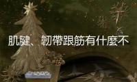 肌腱、韌帶跟筋有什麼不一樣？受傷時該如何物理治療？