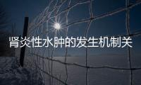 腎炎性水腫的發(fā)生機制關愛身體刻不容緩