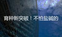 育種新突破！不怕鹽堿的“金種子”高產→