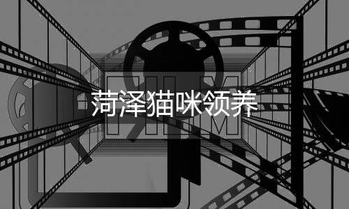 菏澤貓咪領(lǐng)養(yǎng)