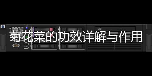 菊花菜的功效詳解與作用科普