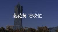 菊花黃 增收忙