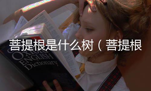 菩提根是什么樹（菩提根是什么）
