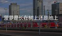 菠蘿是長在樹上還是地上的視頻（菠蘿是長在樹上還是地上）