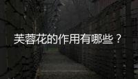 芙蓉花的作用有哪些？