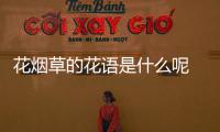 花煙草的花語是什么呢 花煙草的種植要注意什么呢