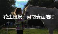 花生日報：河南麥茬陸續播種，關注新季增幅變動