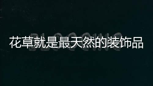 花草就是最天然的裝飾品 用花卉去裝點圍墻吧