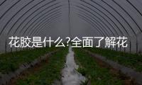 花膠是什么?全面了解花膠養(yǎng)生作用