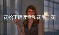花蛤正確讀音和花甲（花蛤正確讀音）