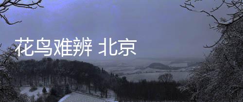 花鳥(niǎo)難辨 北京昌平玉蘭花含苞待放像小鳥(niǎo)躍上枝頭
