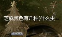 芝麻顏色有幾種(什么蟲(chóng)的蟲(chóng)卵像芝麻)