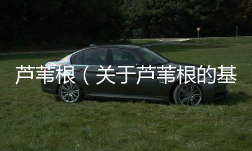 蘆葦根（關于蘆葦根的基本情況說明介紹）