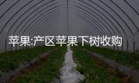 蘋果:產區蘋果下樹收購價格略有下滑