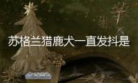 蘇格蘭獵鹿犬一直發抖是什么回事圖解(蘇格蘭獵鹿狗)