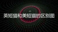 英短貓和美短貓的區(qū)別圖片(英短與美短的區(qū)別是什么)