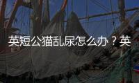 英短公貓亂尿怎么辦？英短公貓愛叫嗎