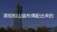 英短和山貓布偶配出來的貓叫什么(山貓英短怎么配出來的)