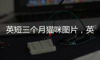 英短三個月貓咪圖片，英短三個月大正常應該多少斤