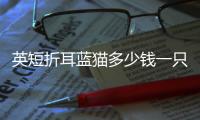 英短折耳藍貓多少錢一只(英短折耳藍貓一定有問題嗎)