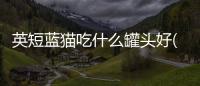 英短藍貓吃什么罐頭好(英短藍貓吃什么)
