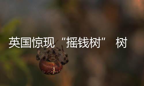 英國驚現“搖錢樹” 樹干密密麻麻全是硬幣