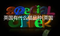 英國有什么貓品種(英國的貓什么品種的貓)