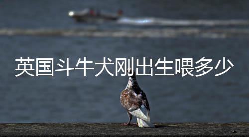 英國斗牛犬剛出生喂多少奶粉，英國斗牛犬幼崽