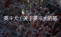 英斗犬（關于英斗犬的基本情況說明介紹）