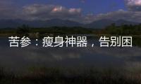 苦參：瘦身神器，告別困擾，煥發自信！