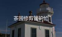 茶園修剪管護忙