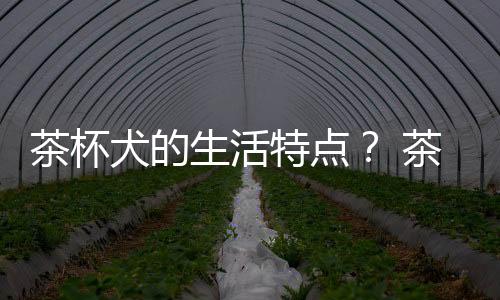 茶杯犬的生活特點(diǎn)？ 茶杯犬生活在什么地方