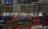 茶杯犬多少元一只？ 茶杯犬多少錢一只稀有品種