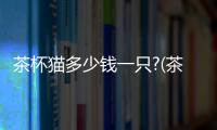 茶杯貓多少錢一只?(茶杯犬多少錢)