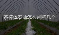 茶杯體泰迪怎么判斷幾個月了(茶杯體泰迪壽命)