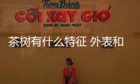茶樹有什么特征 外表和灌木小喬木很像