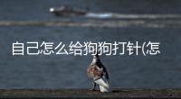 自己怎么給狗狗打針(怎么給狗狗打針不疼)
