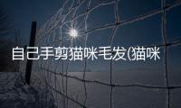 自己手剪貓咪毛發(貓咪的毛發為什么剃光了)