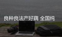 良種良法產(chǎn)好藕 全國純藕粉七成產(chǎn)自漢川
