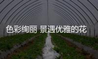 色彩絢麗 景遇優雅的花樣美宅