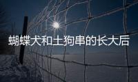蝴蝶犬和土狗串的長大后會像蝴蝶犬嗎？ 蝴蝶犬混血土狗會長成什么樣