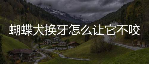 蝴蝶犬換牙怎么讓它不咬人呢？蝴蝶犬換主人了剛開始會怎樣