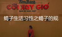 蝎子生活習(xí)性之蝎子的規(guī)律介紹，蝎子是如何活動(dòng)的