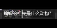 蝙蝠的祖先是什么動物?最古老飛行哺乳類(僅14厘米長)
